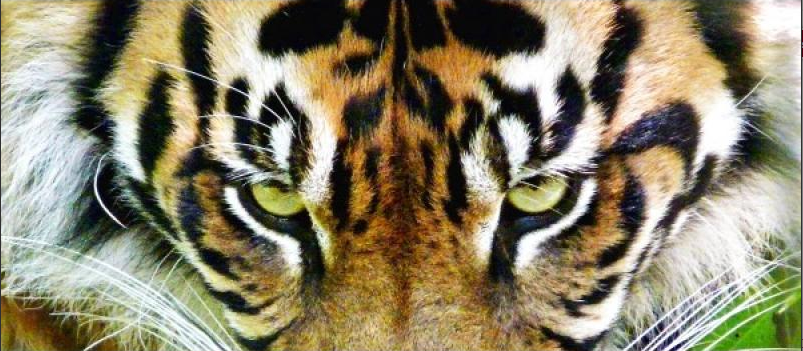 Tiger Eyes By Tatiana Loptina - Katy Furniture