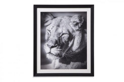 Lioness Wall Art