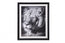 Lioness Wall Art